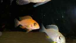 aquarium-von-lars-joergens-becken-1152_Tramitichromis spec. orange top Lumbira  + Aulonocara Red 