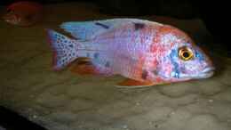 aquarium-von-lars-joergens-becken-1152_Aulonocara Red Blue Silver