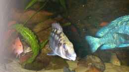 aquarium-von-lars-joergens-becken-1152_Protomelas sp.mbenji thick lip 