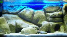 aquarium-von-jankov-becken-11556_relativ am Anfang