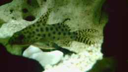 Foto mit Synodontis njassae