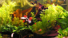 aquarium-von-renate-u--hannes-seif-becken-1158_