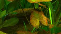 aquarium-von-schratze-amazonasworld---aufgeloest-am-09-02-2015_rote Tigerlotus