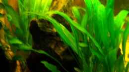 aquarium-von-schratze-amazonasworld---aufgeloest-am-09-02-2015_Echinodorus Bleheri 