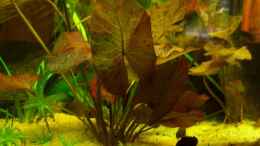 aquarium-von-schratze-amazonasworld---aufgeloest-am-09-02-2015_ rote Tigerlotus