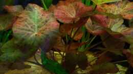 aquarium-von-schratze-amazonasworld---aufgeloest-am-09-02-2015_ Rote Tigerlotus 