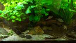 aquarium-von-schratze-amazonasworld---aufgeloest-am-09-02-2015_09.11.2014