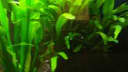 aquarium-von-schratze-amazonasworld---aufgeloest-am-09-02-2015_09.11.2014