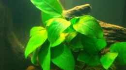 aquarium-von-schratze-amazonasworld---aufgeloest-am-09-02-2015_ Anubia nana auf Wurzel 