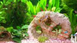 aquarium-von-jogibaer-becken-11605_