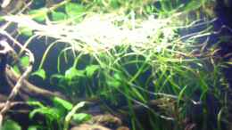 aquarium-von-ruepel-rocker-becken-11607_Potamogeton gayi