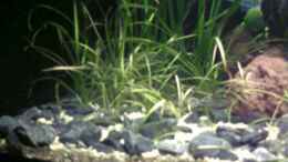 aquarium-von-ruepel-rocker-becken-11607_