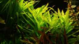 aquarium-von-balzman-becken-11617_Hygrophila