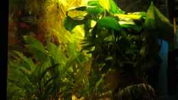 aquarium-von-balzman-becken-11617_