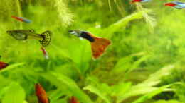 Foto mit Prachtguppy , Neons , Platys