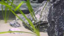 aquarium-von-rolli174-becken-11628_Vallisneria gigantea