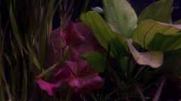 aquarium-von-chris-d-becken-11632_