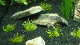 aquarium-von-david-weidenbacher-becken-11640_Man sieht die Pflanze Utricularia graminifolia