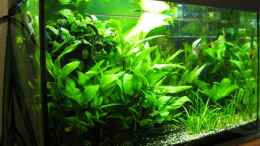 aquarium-von-absolutvanilia-becken-60l_