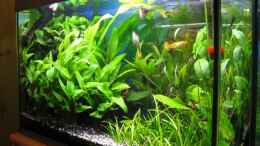 aquarium-von-absolutvanilia-becken-60l_