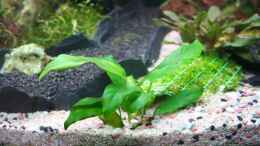 aquarium-von-alexander-engel-becken-11650_Anubias nana