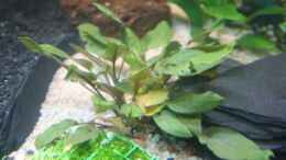 aquarium-von-alexander-engel-becken-11650_Walkers Wasserkelch, Cryptocoryne walkeri