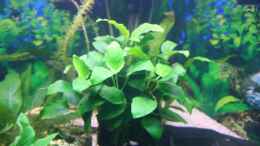 aquarium-von-alexander-engel-becken-11650_Denerle Mbuna klein mit Anubias barteri nana