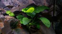 aquarium-von-maik-450l-malawi--existiert-nicht-mehr-_Anubias barteri 