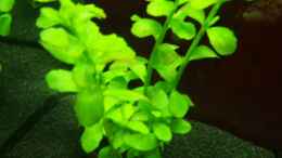 aquarium-von-jakobi-becken-11668_Bacopa Monnieri (Unterwasseraufnahme)