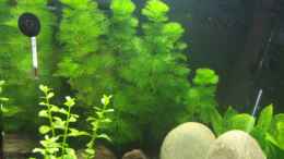 aquarium-von-jakobi-becken-11668_im Hintergrund Cabomba caroliniana