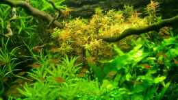 aquarium-von-dani-b-becken-11671_