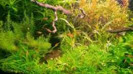 aquarium-von-dani-b-becken-11671_