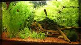 aquarium-von-moerser-becken-11702_nach fast 4 Monaten