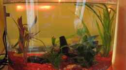 aquarium-von-jens-kaufmann-becken-11703_Aquatlantis