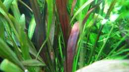 aquarium-von-patricia-becken-11721_Ecinodorus scarlet snake