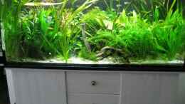 aquarium-von-patricia-becken-11721_August 2013