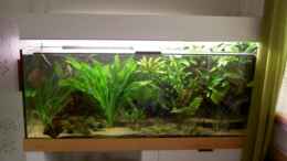 aquarium-von-dominik-schickmair-becken-11731_