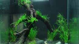 aquarium-von-rene-n--becken-11735_Hauptbild: Tag1