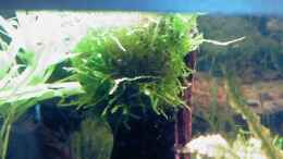 aquarium-von-beautiful87-becken-11740_