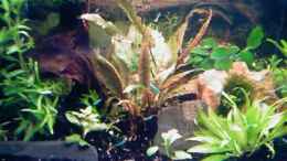 aquarium-von-beautiful87-becken-11740_