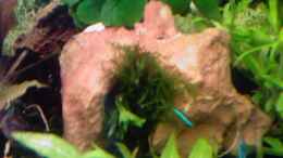 aquarium-von-beautiful87-becken-11740_