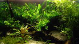 aquarium-von-oliver-bartels-becken-11768_Blyxa, Crypto. und Farne