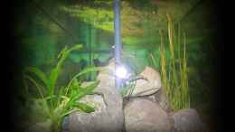 aquarium-von-nilsuwesohn-becken-11773_