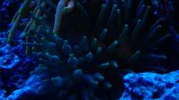 aquarium-von--uschi-juwelvision--aufgeloest-_grüne Anemone