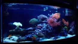 aquarium-von--uschi-juwelvision--aufgeloest-_