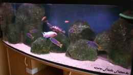 aquarium-von-dirk-friebe-becken-11803_Das Malawisee Aquarium