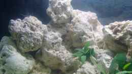 aquarium-von-mica-malawi-nature_