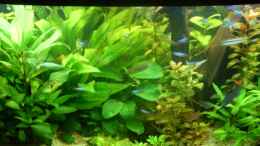 aquarium-von-bazzi-becken-11827_