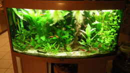 aquarium-von-bazzi-becken-11827_Multi- Kulti