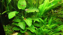 aquarium-von-bazzi-becken-11827_Nochmal Grosse Anubias 17.8.10